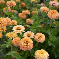 Zinnia Golden Hour growing in the field