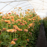 Zinnia Golden Hour growing in the field