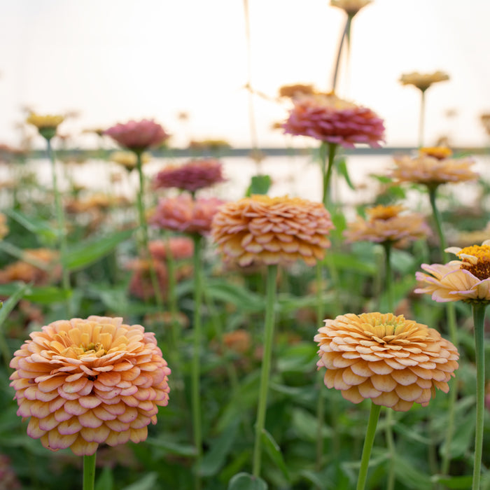 A close up of Zinnia Golden Hour