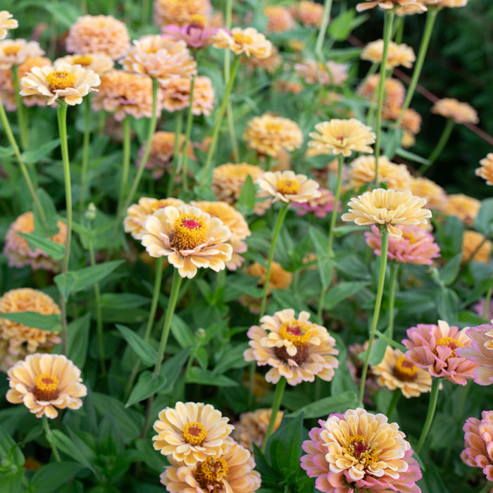 Zinnia Golden Hour growing in the field