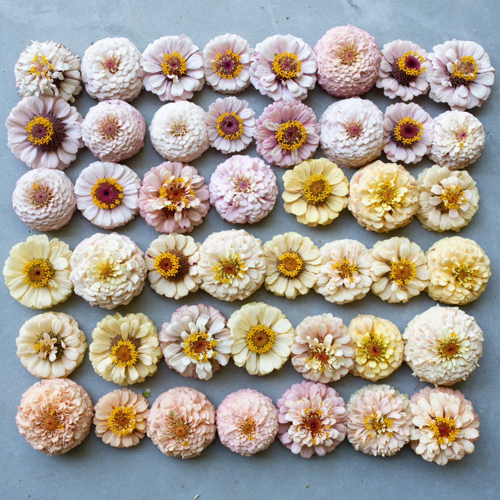 Zinnia Little Flower Girl – Floret Flower Farm
