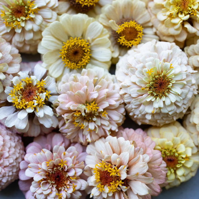 A close up of Zinnia Little Flower Girl