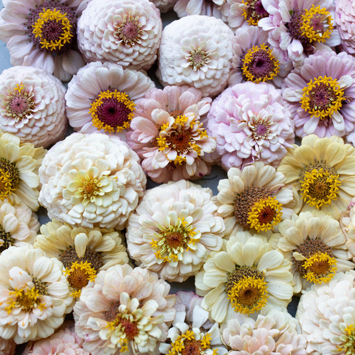 An overhead of Zinnia Little Flower Girl