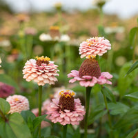 A close up of Zinnia Little Flower Girl