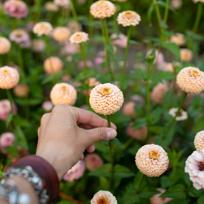 A close up of Zinnia Little Flower Girl