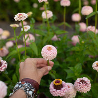 A close up of Zinnia Little Flower Girl