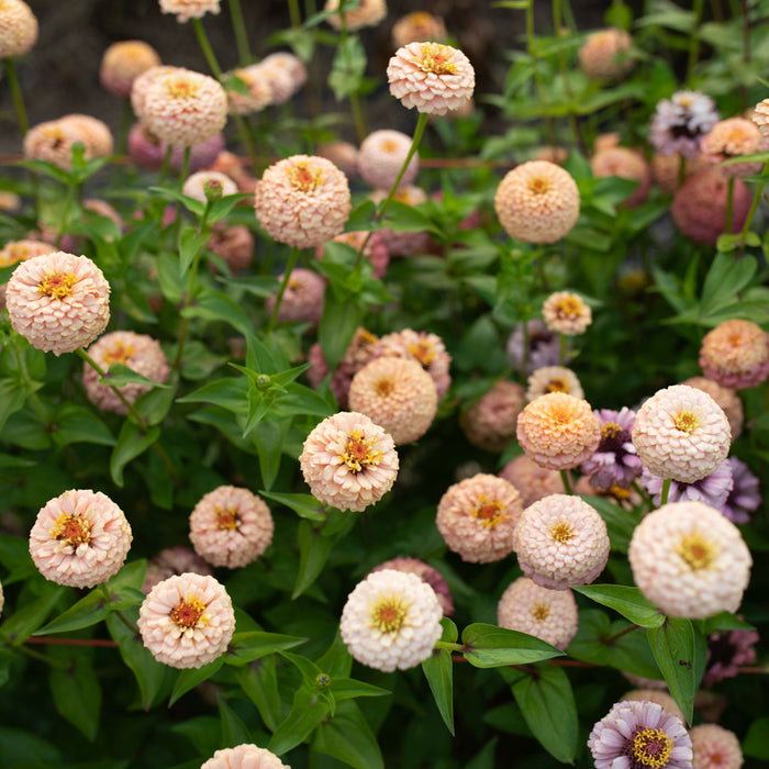 Zinnia Little Flower Girl growing in the field