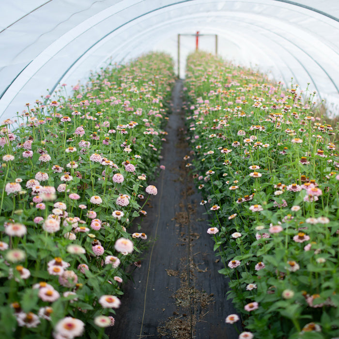 Zinnia Little Flower Girl growing in the field