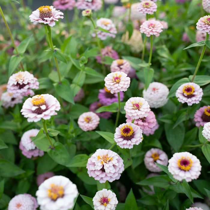 Zinnia Little Flower Girl growing in the field