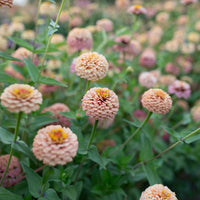 Zinnia Little Flower Girl growing in the field