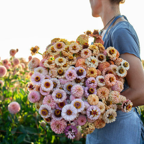 An armload of Zinnia Little Flower Girl