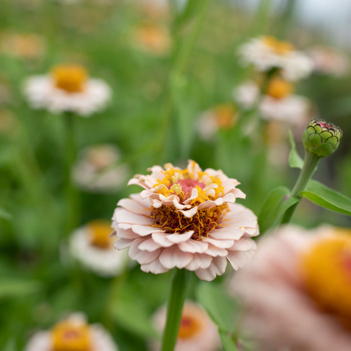 A close up of Zinnia Little Flower Girl