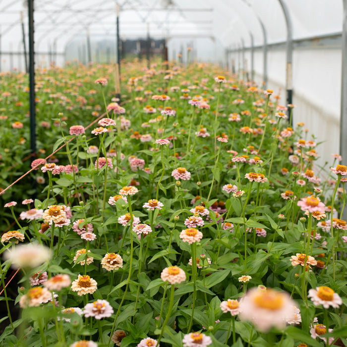 Zinnia Little Flower Girl growing in the field