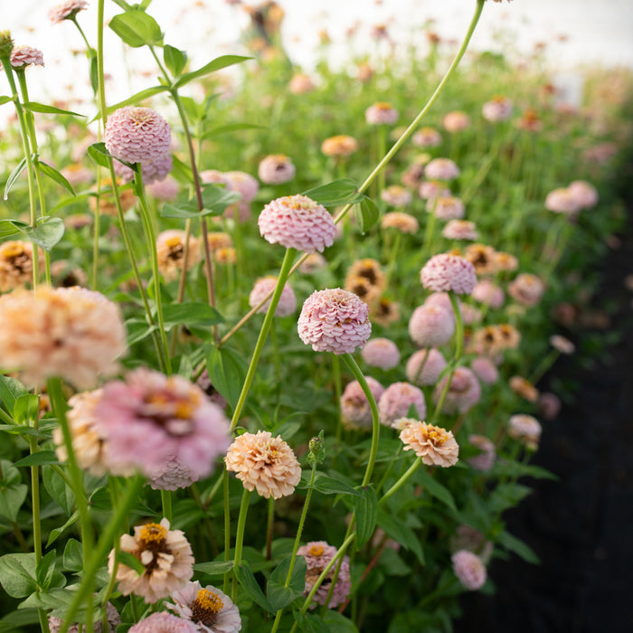 Zinnia Little Flower Girl growing in the field