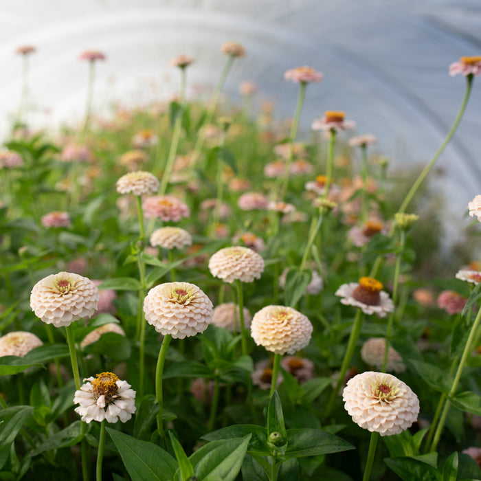 Zinnia Little Flower Girl growing in the field