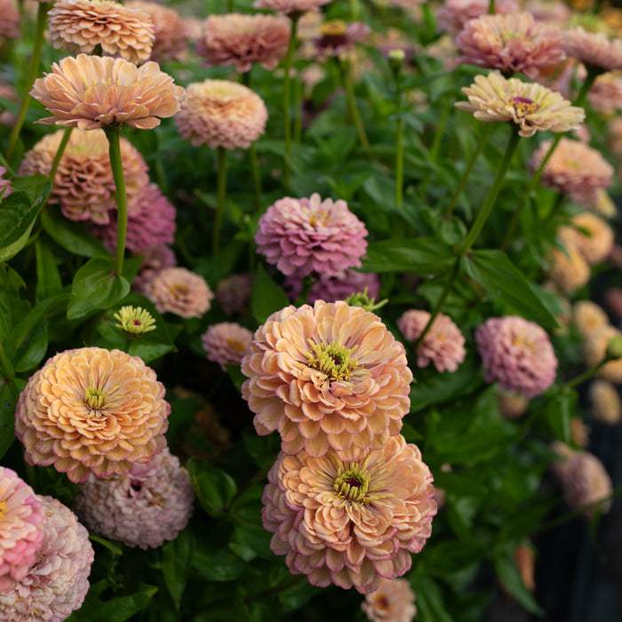 Zinnia Precious Metals growing in the field