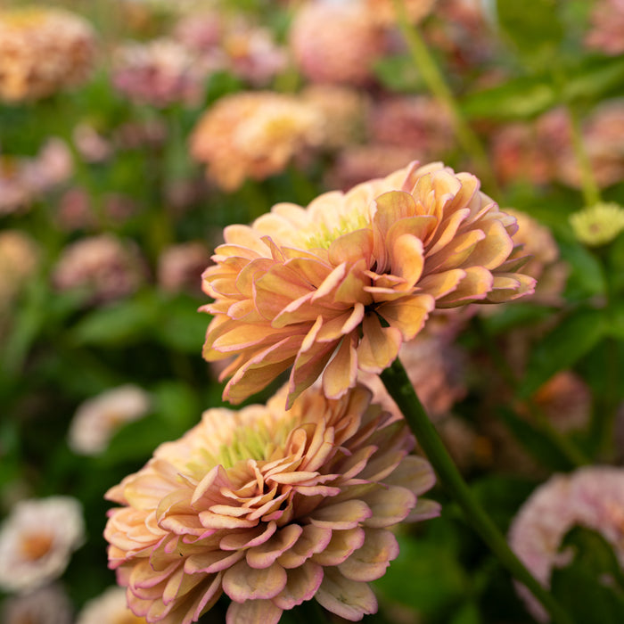 A close up of Zinnia Precious Metals