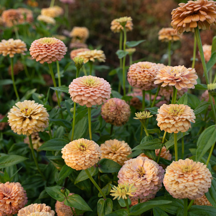 Zinnia Precious Metals growing in the field