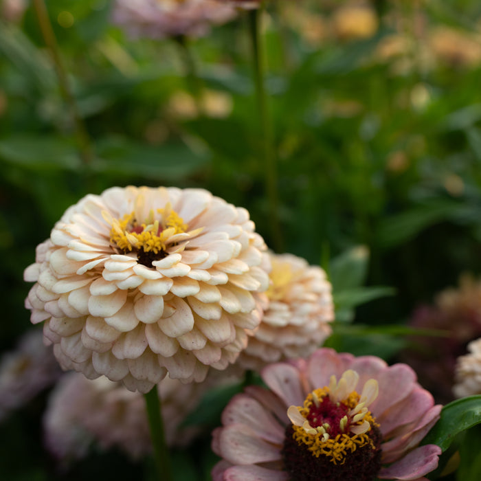 A close up of Zinnia Precious Metals