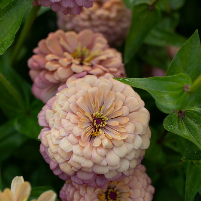 A close up of Zinnia Precious Metals