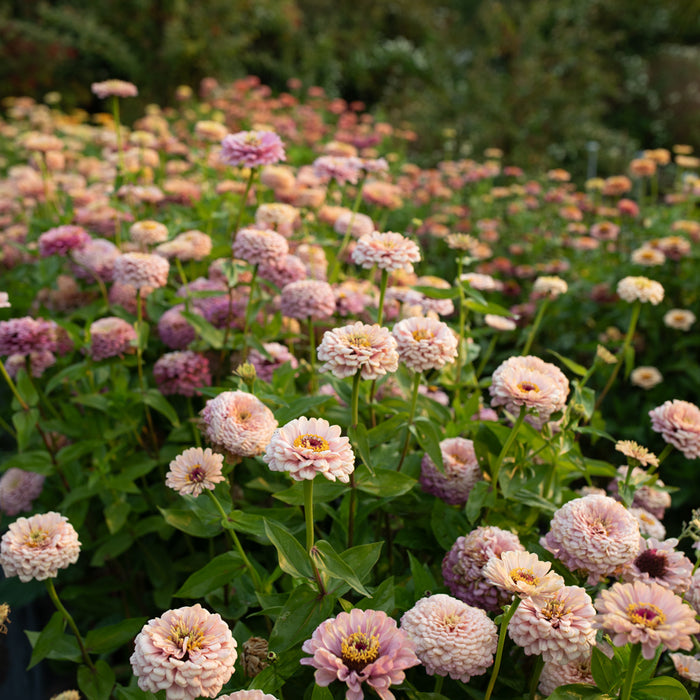 Zinnia Precious Metals growing in the field