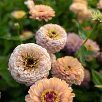 A close up of Zinnia Precious Metals