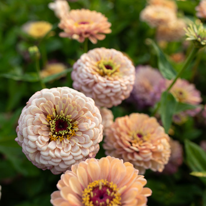 A close up of Zinnia Precious Metals