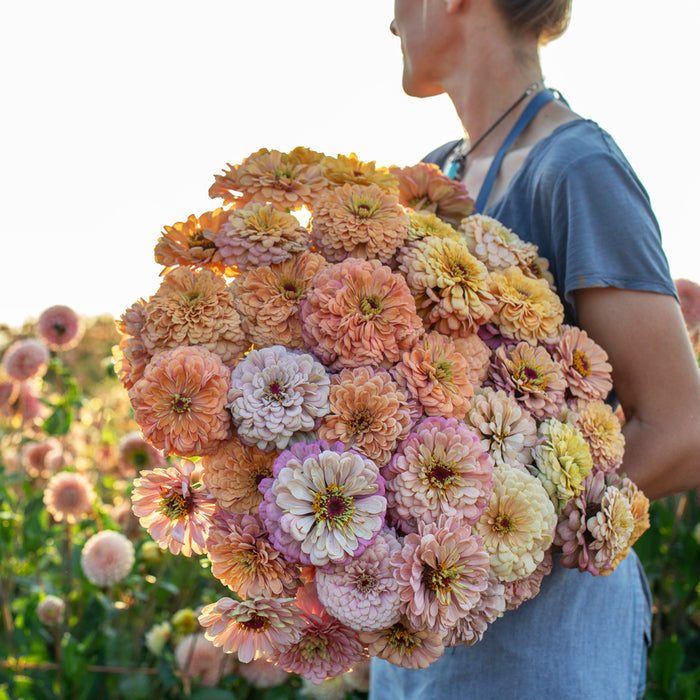 An armload of Zinnia Precious Metals