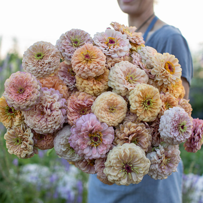 An armload of Zinnia Precious Metals