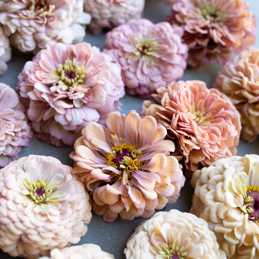 Zinnia Precious Metals Floret Flower Farm