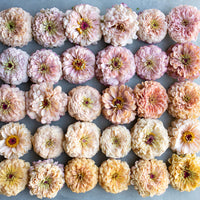 An overhead of Zinnia Precious Metals