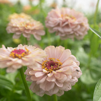 A close up of Zinnia Precious Metals