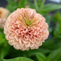 A close up of Zinnia Precious Metals