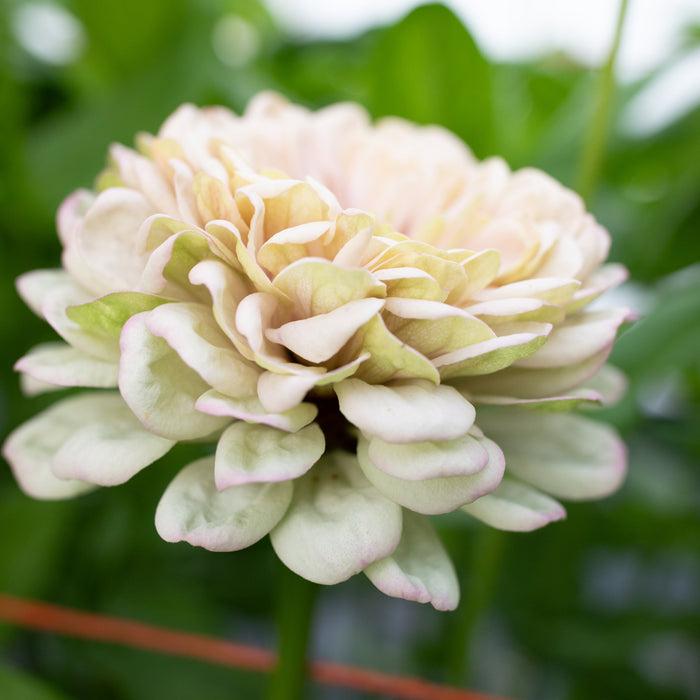 A close up of Zinnia Precious Metals