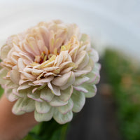 A close up of Zinnia Precious Metals