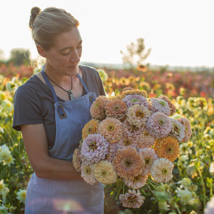 An armload of Zinnia Precious Metals