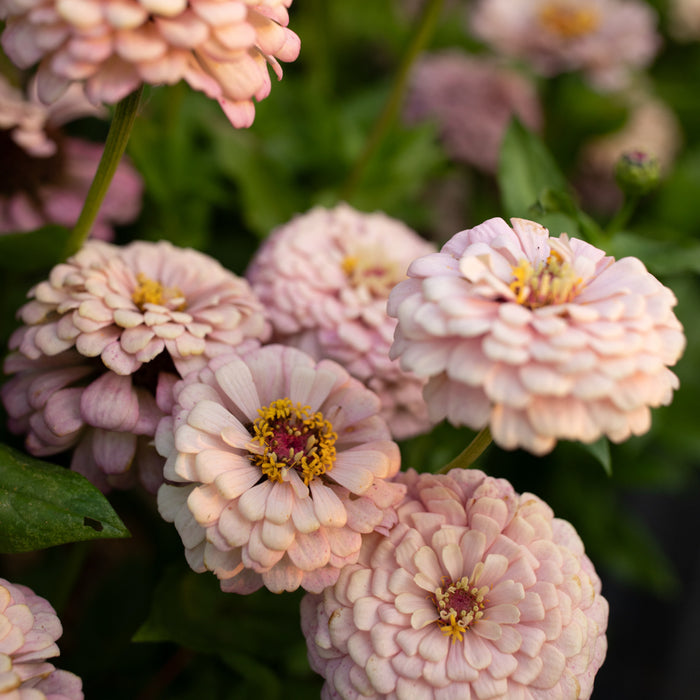 A close up of Zinnia Precious Metals