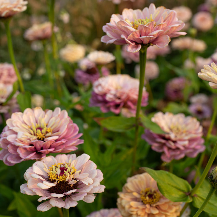 Zinnia Precious Metals growing in the field