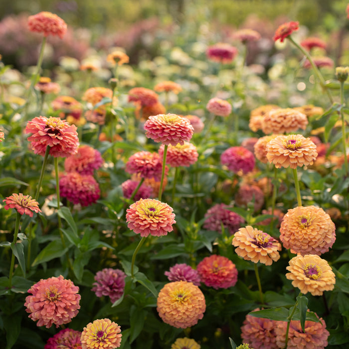 Zinnia Unicorn Mix growing in the field