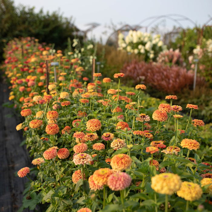 Zinnia Unicorn Mix growing in the field