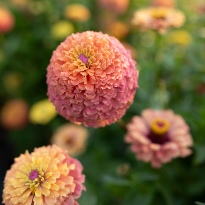 A close up of Zinnia Unicorn Mix