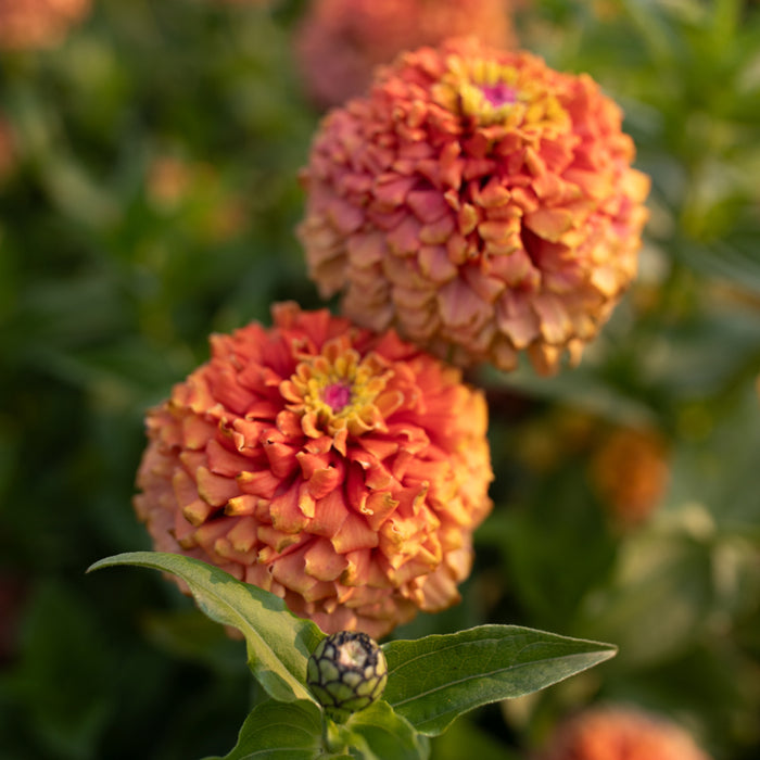 A close up of Zinnia Unicorn Mix