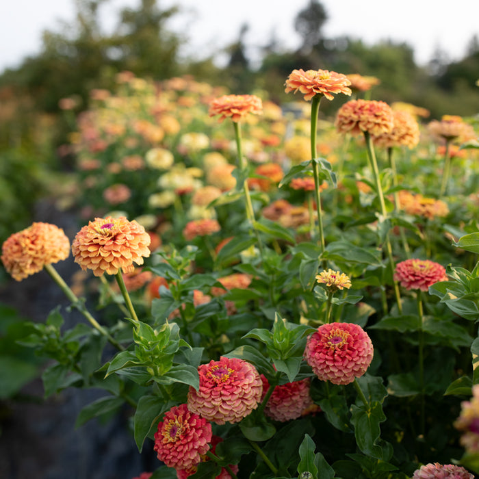 Zinnia Unicorn Mix growing in the field