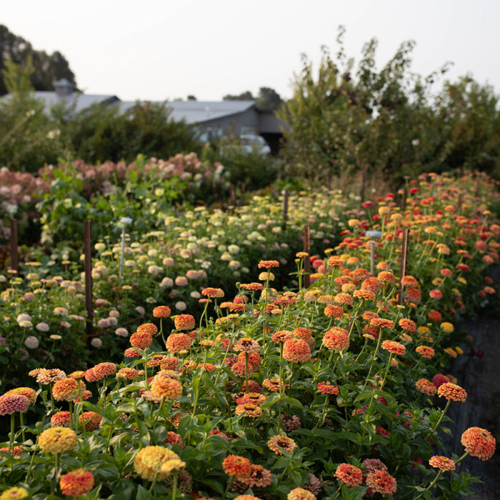 Zinnia Unicorn Mix growing in the field