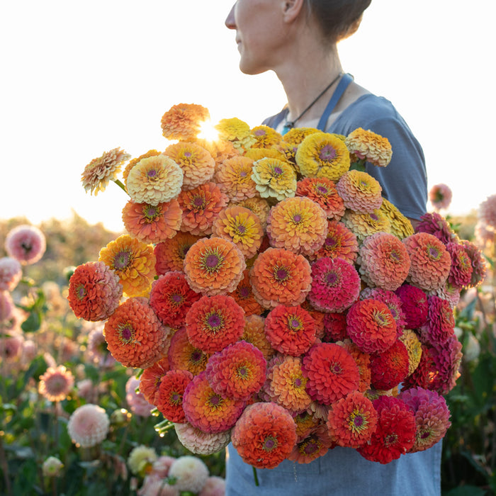 An armload of Zinnia Unicorn Mix