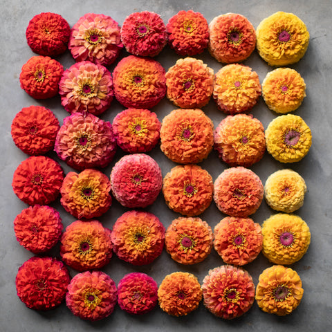 An overhead of Zinnia Unicorn Mix