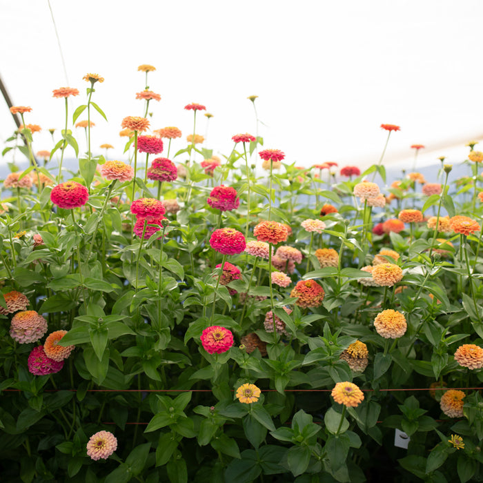 Zinnia Unicorn Mix growing in the field