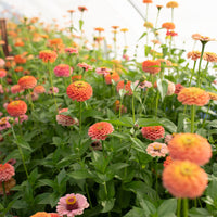 Zinnia Unicorn Mix growing in the field