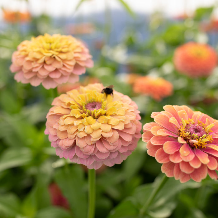 A close up of Zinnia Unicorn Mix