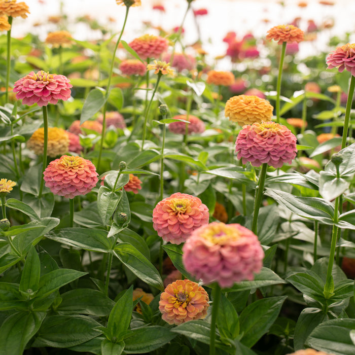 Zinnia Unicorn Mix growing in the field